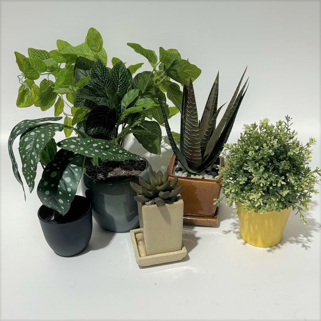 GREENERY, Assorted Desk Plants